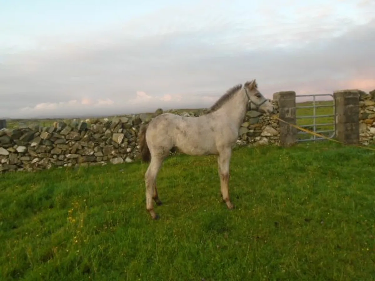FILLY FOAL - Image 2