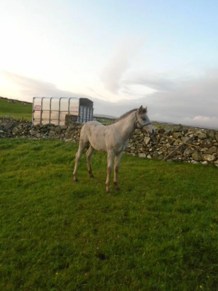 FILLY FOAL - Image 3