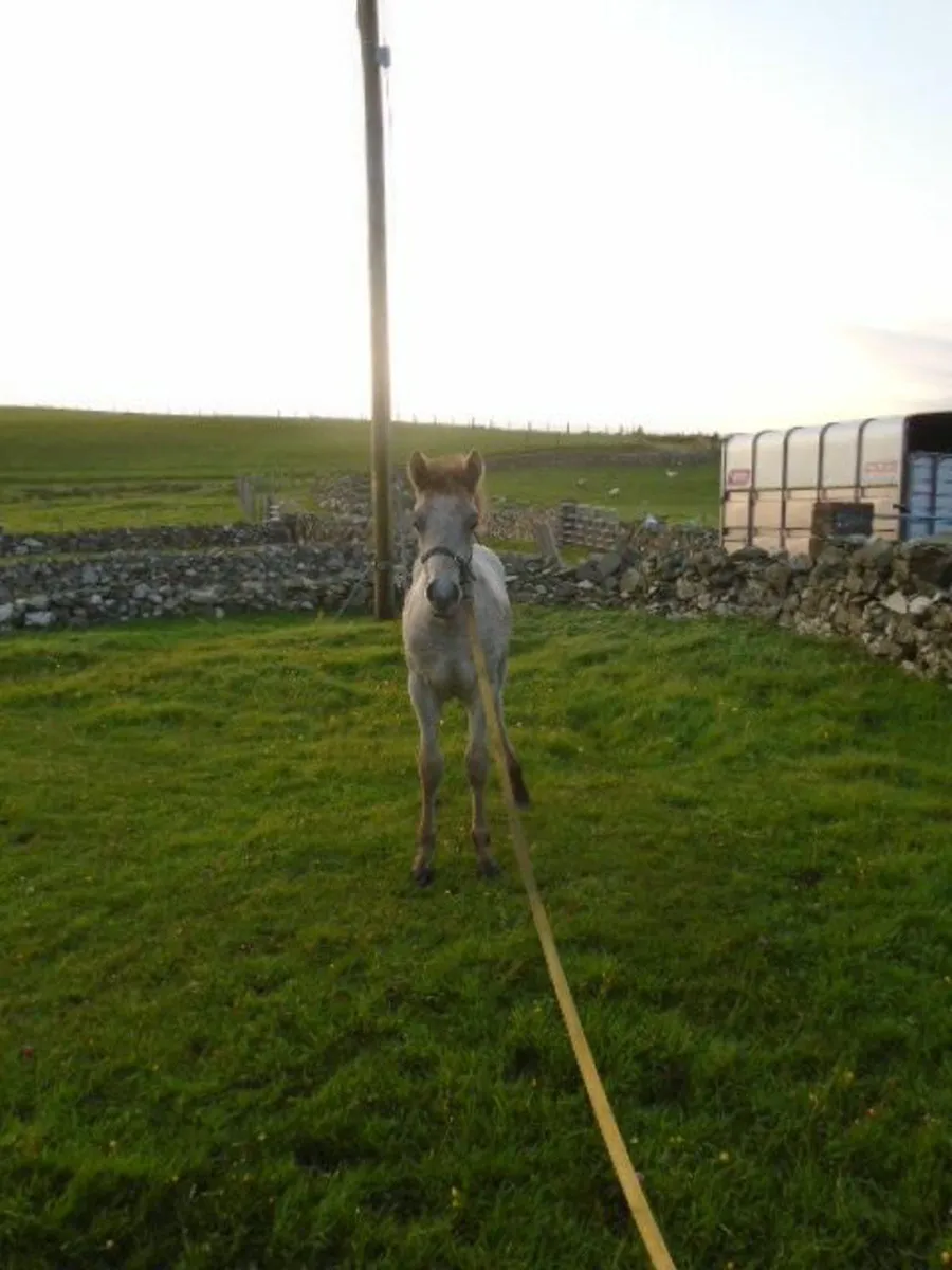 FILLY FOAL - Image 4