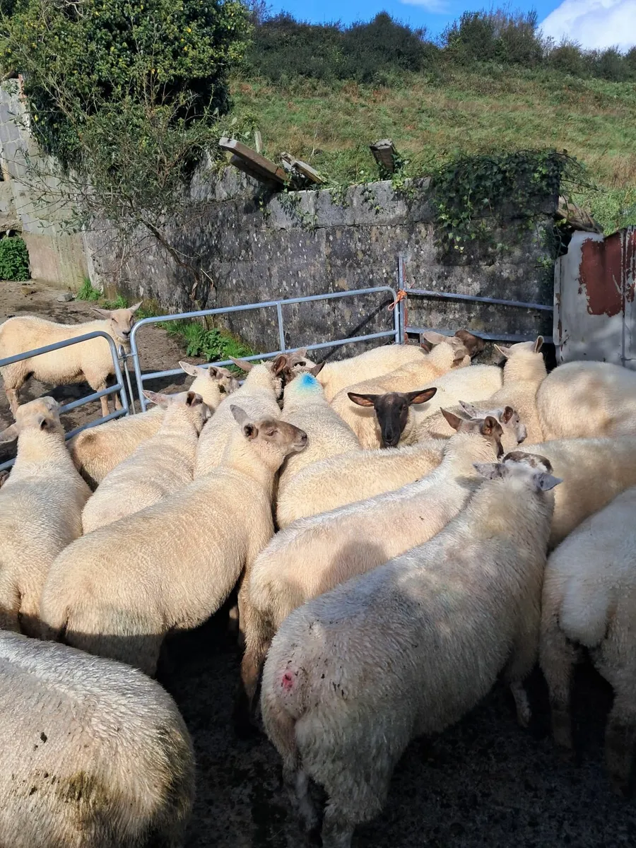 Ewe lambs - Image 2