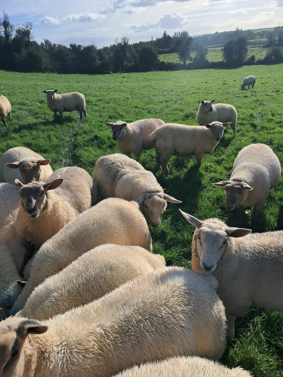 Ewe lambs - Image 3