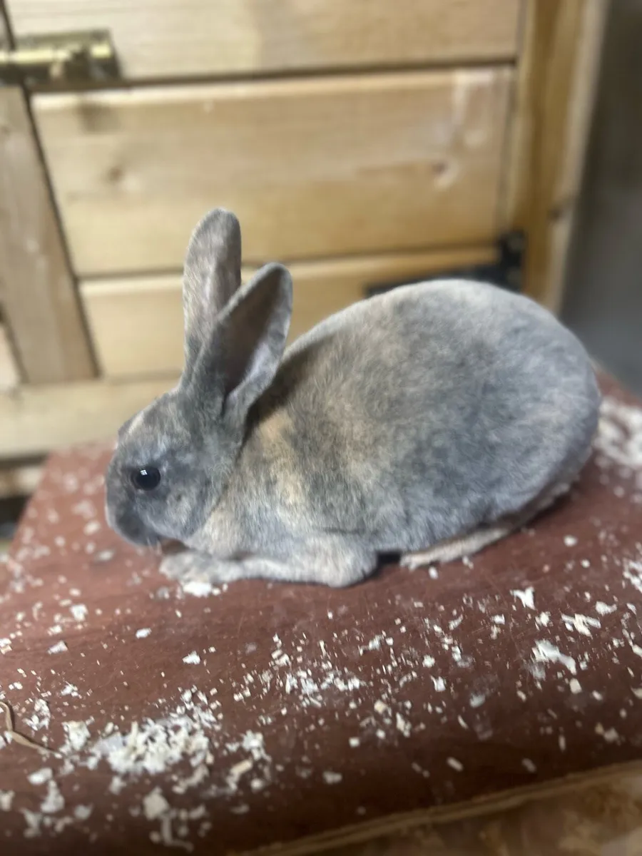 Mini Rex - Image 1
