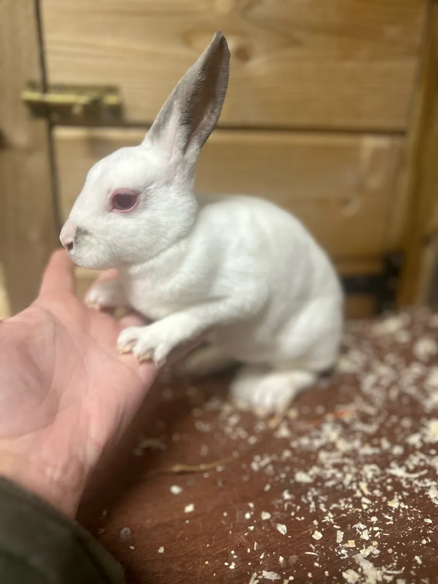 Mini Rex - Image 3