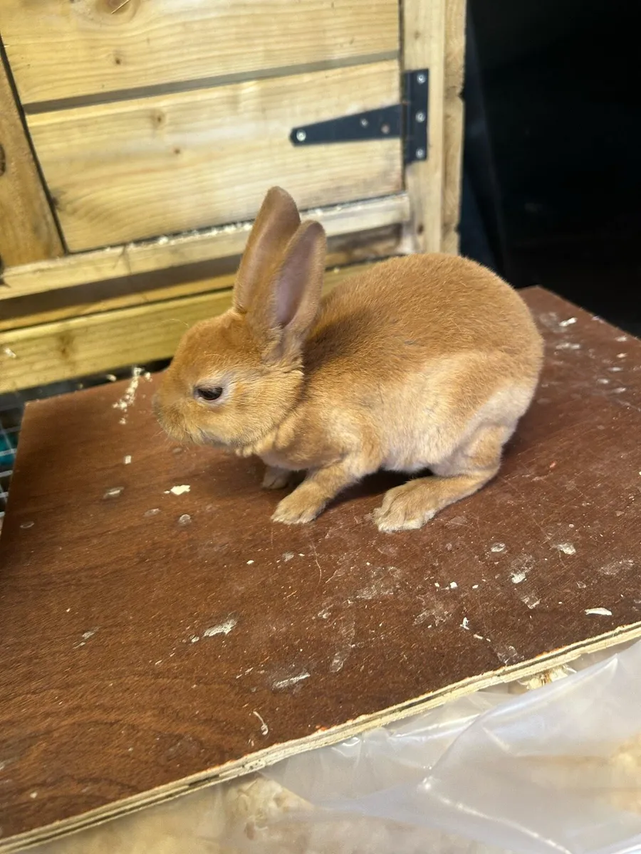 Mini Rex - Image 4