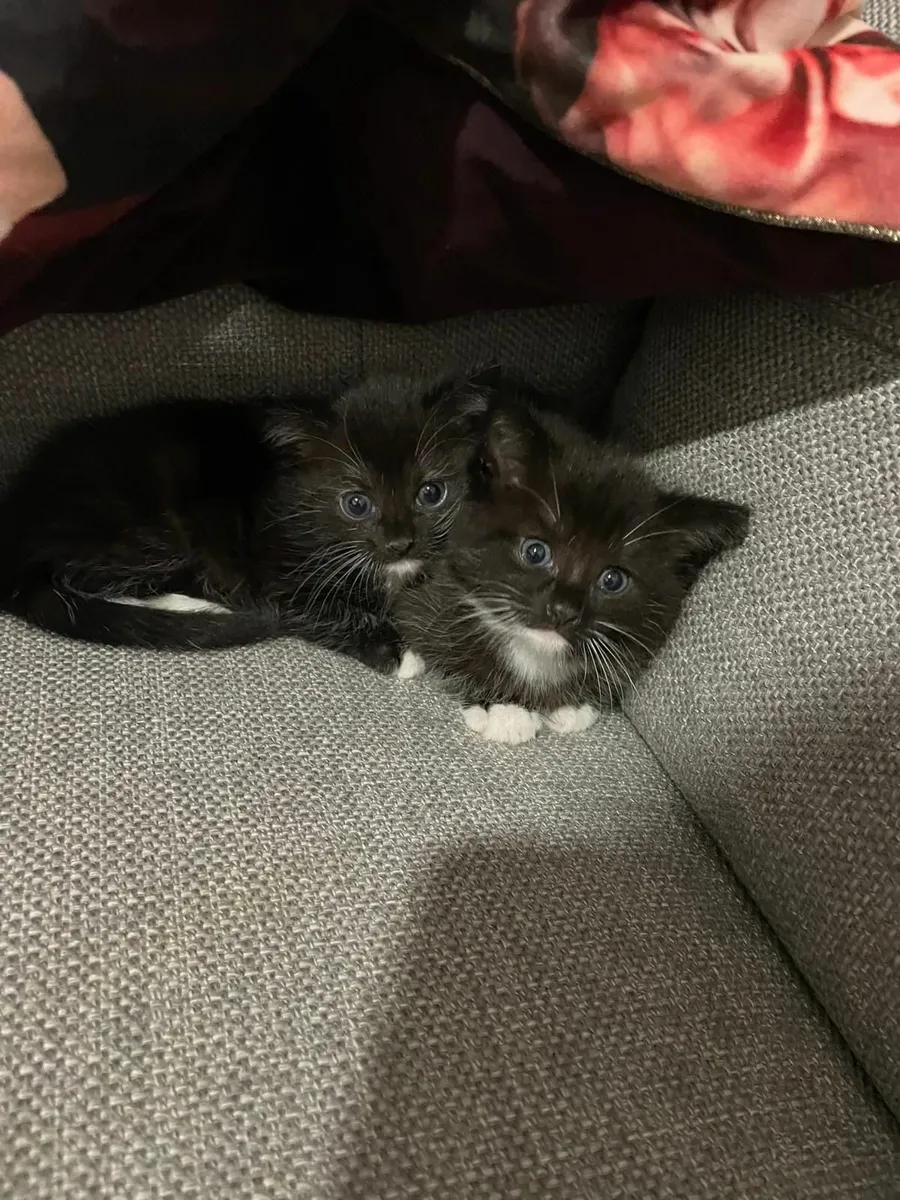 Kittens - Image 1