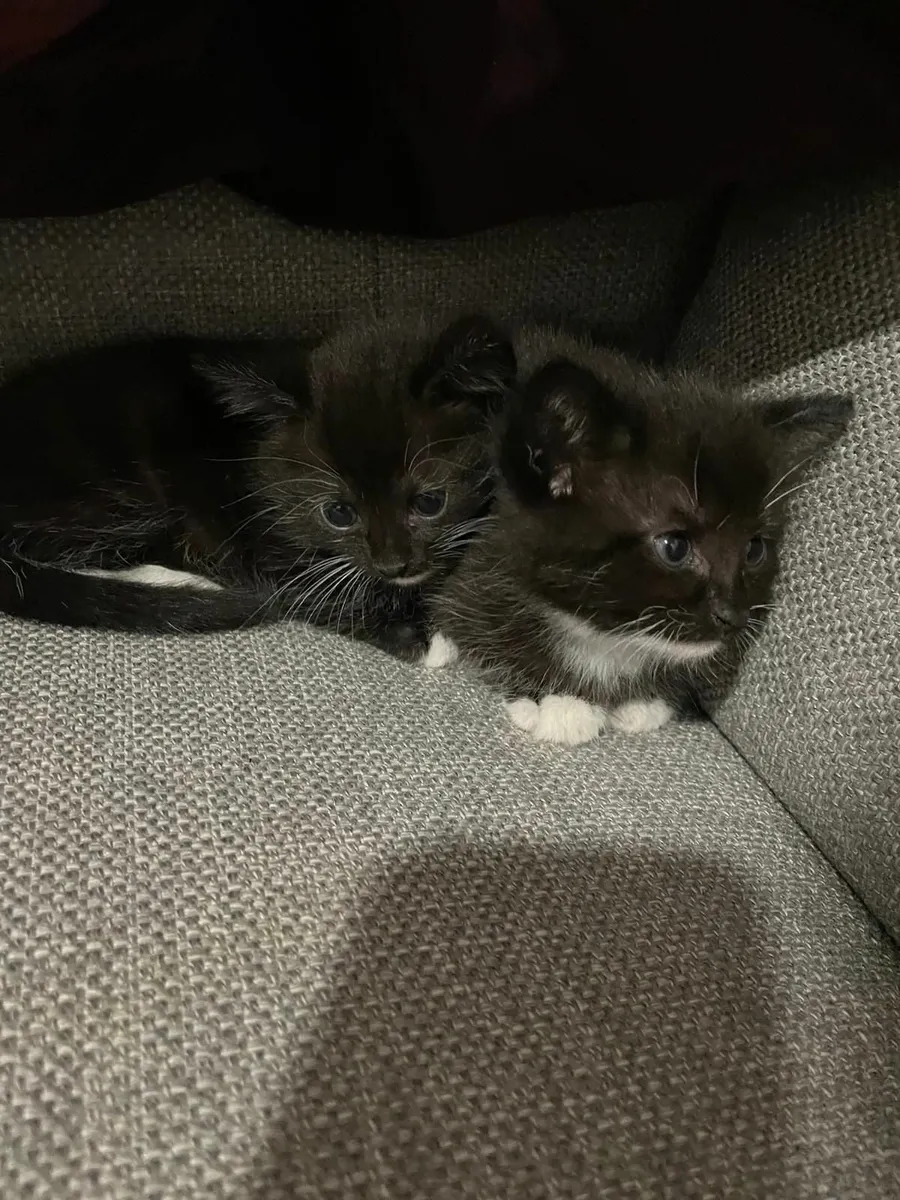 Kittens - Image 4