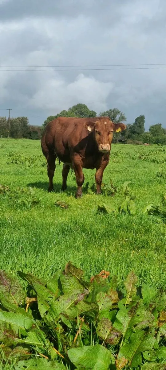 Bull calf for sale - Image 3