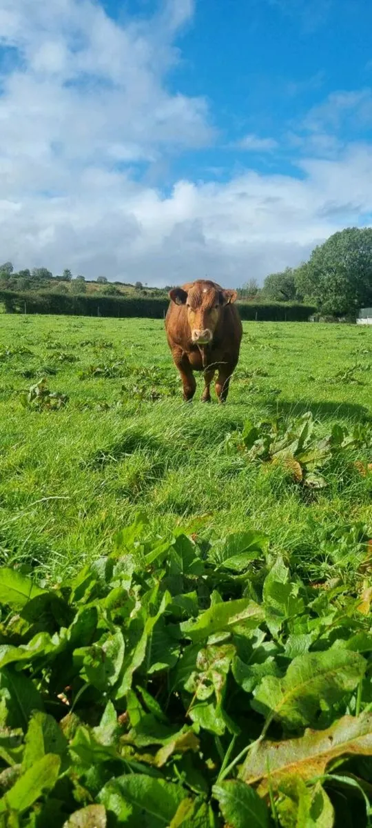 Bull calf for sale - Image 4