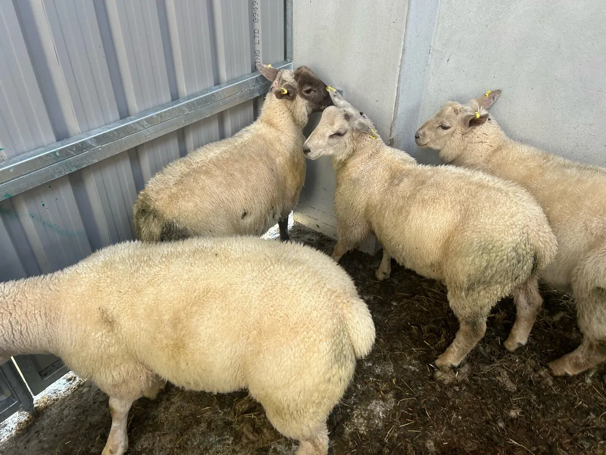 Butchers Lambs - Image 1