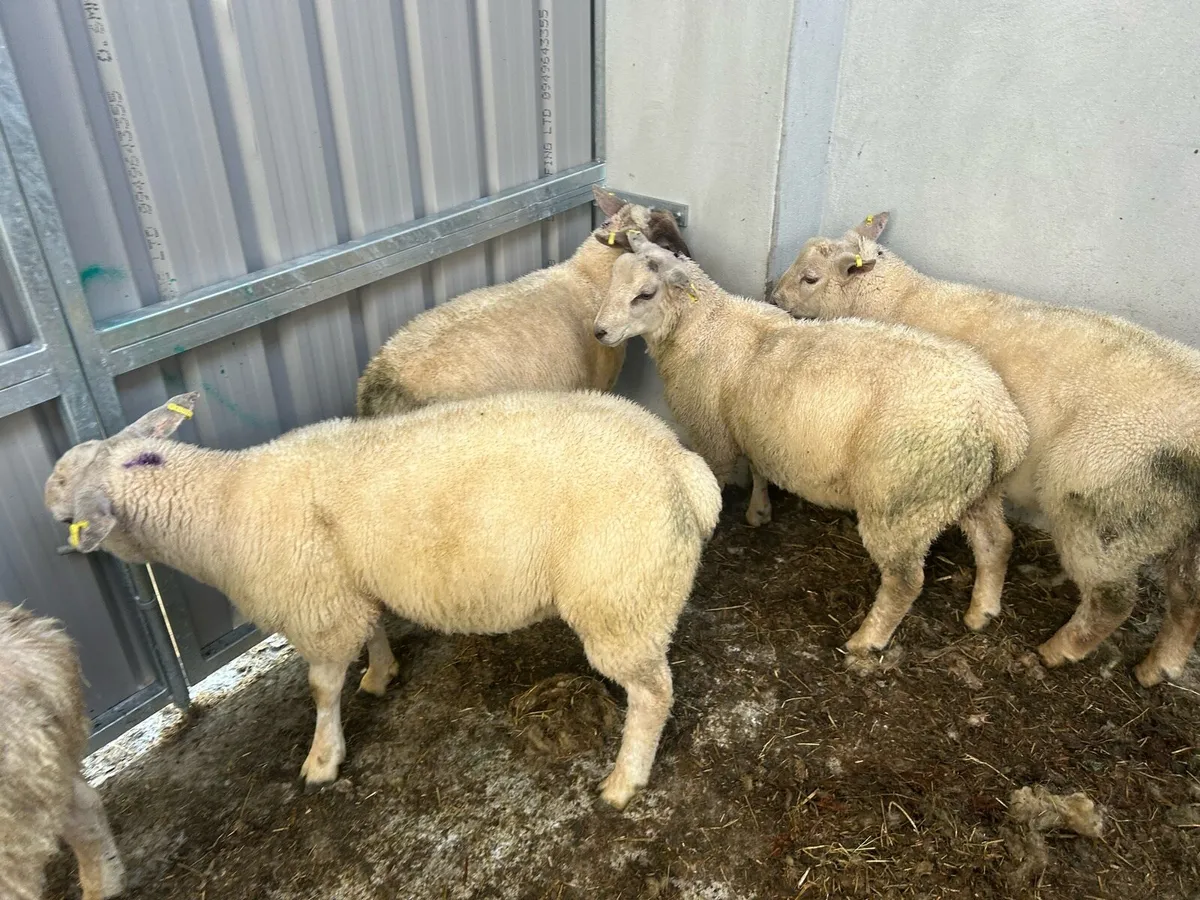 Butchers Lambs - Image 2