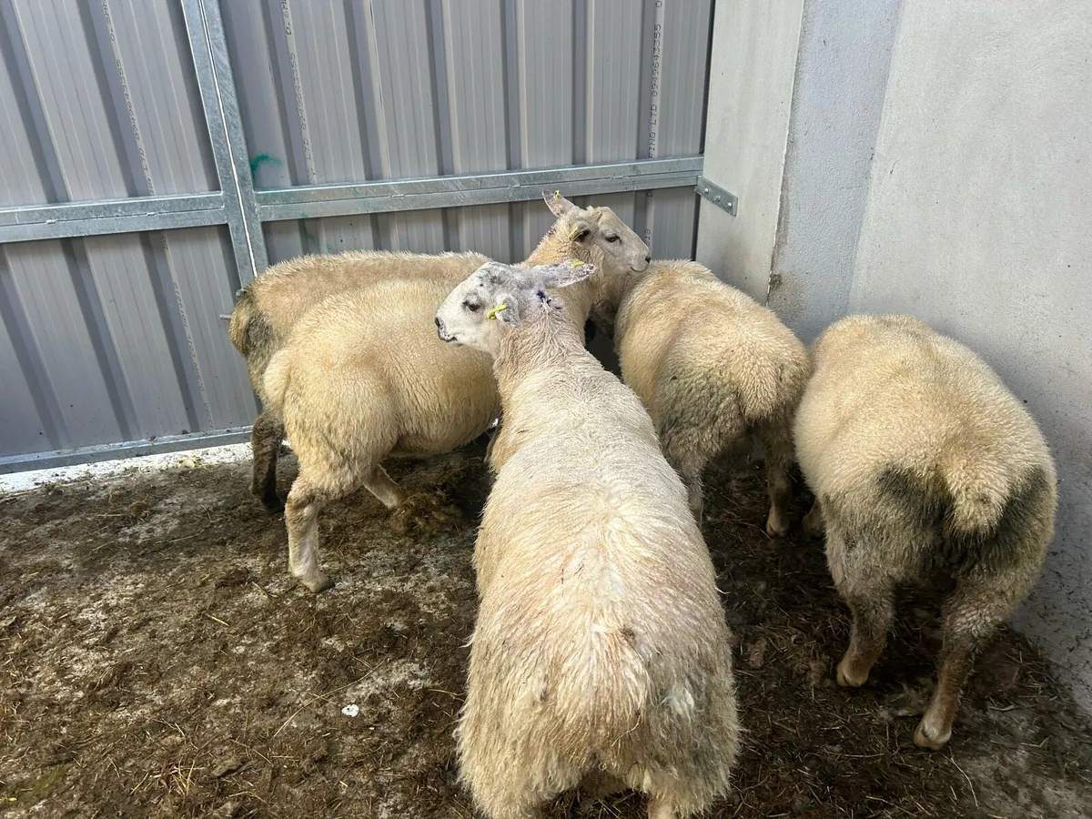 Butchers Lambs - Image 3