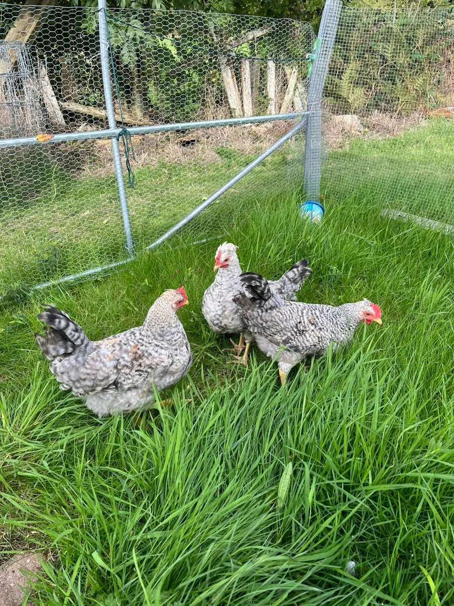 Cream legbar rooster - Image 1