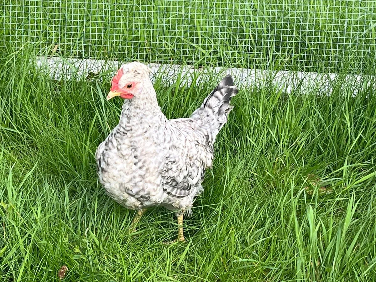 Cream legbar rooster - Image 2
