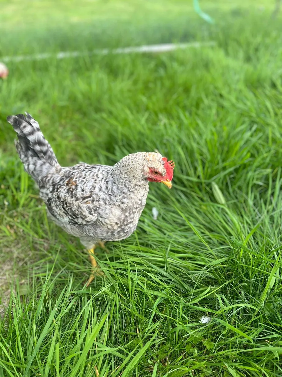 Cream legbar rooster - Image 3
