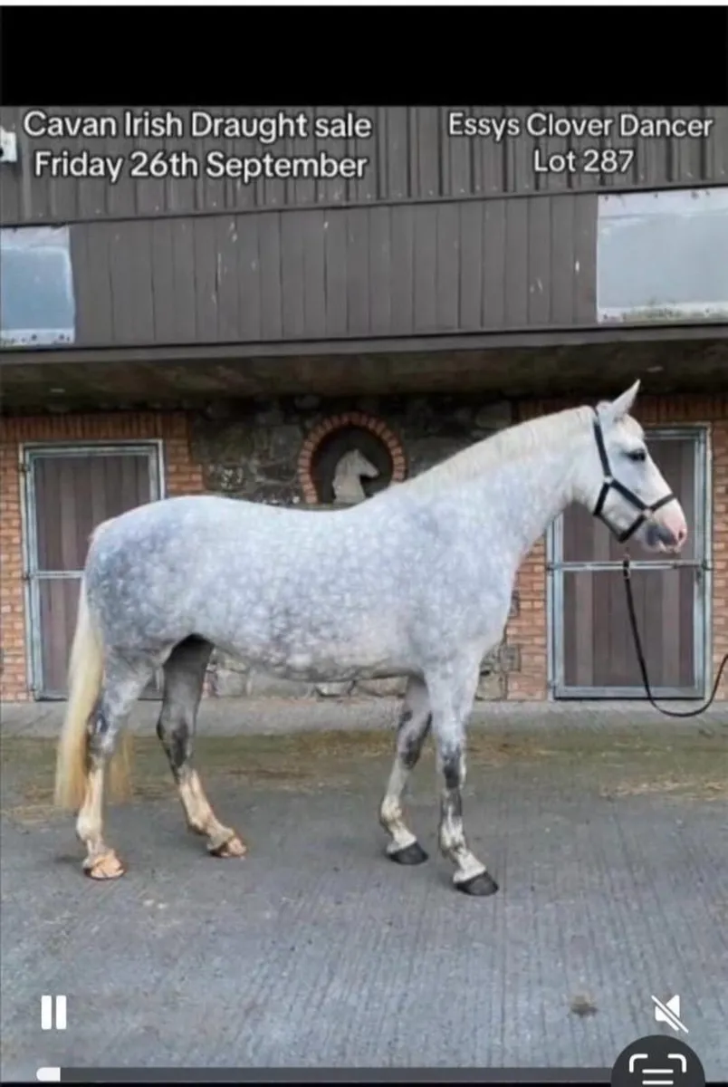 Irish Draught Class 1 Filly - Image 2