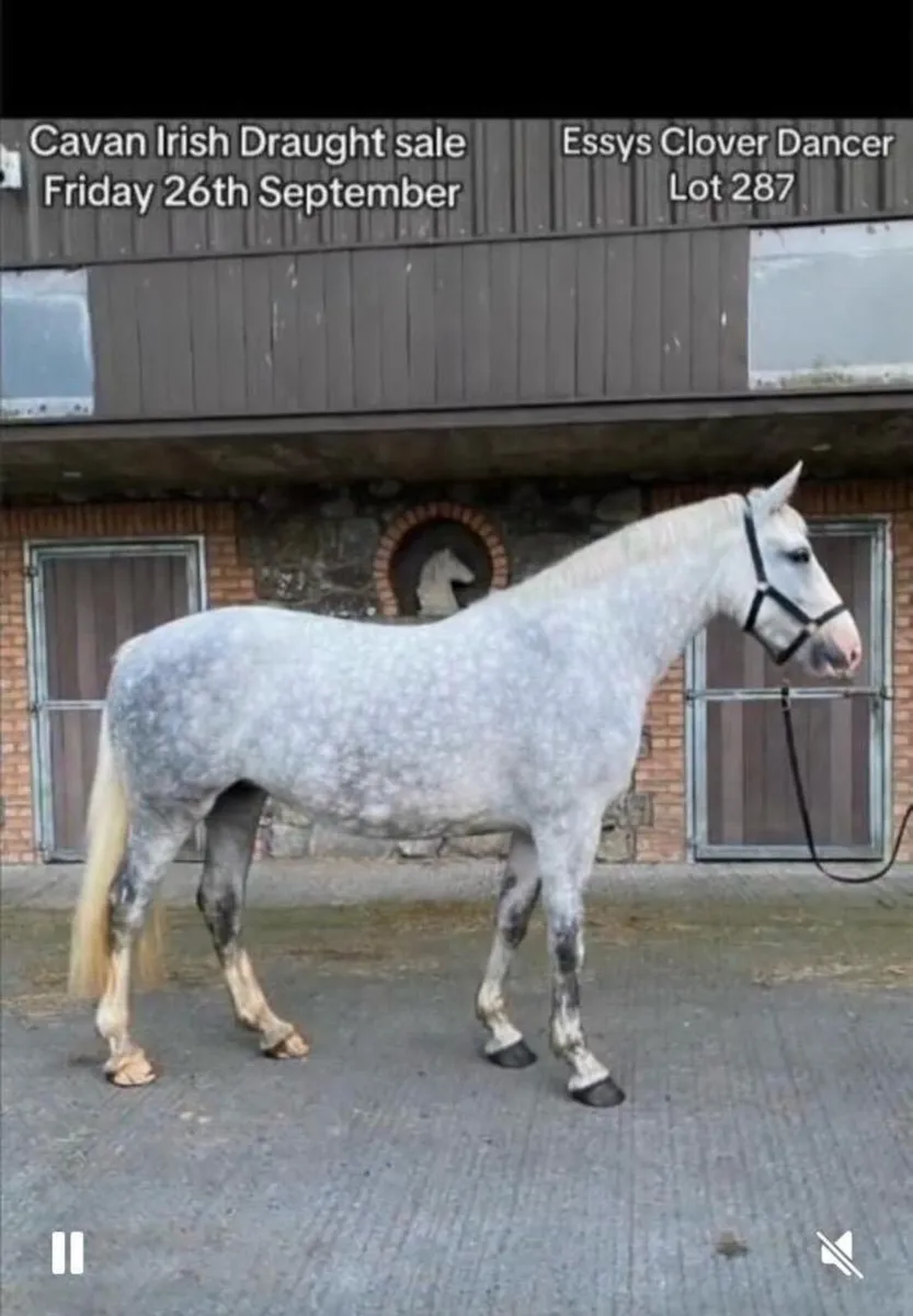 Irish Draught Class 1 Filly - Image 3