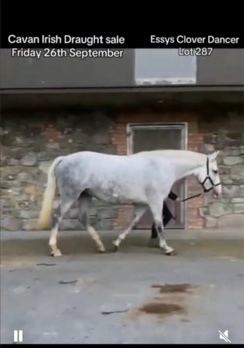 Irish Draught Class 1 Filly - Image 4