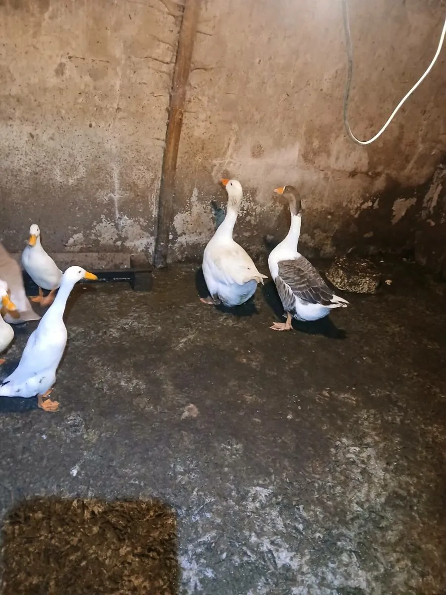 Ducks and a pair of geese - Image 1