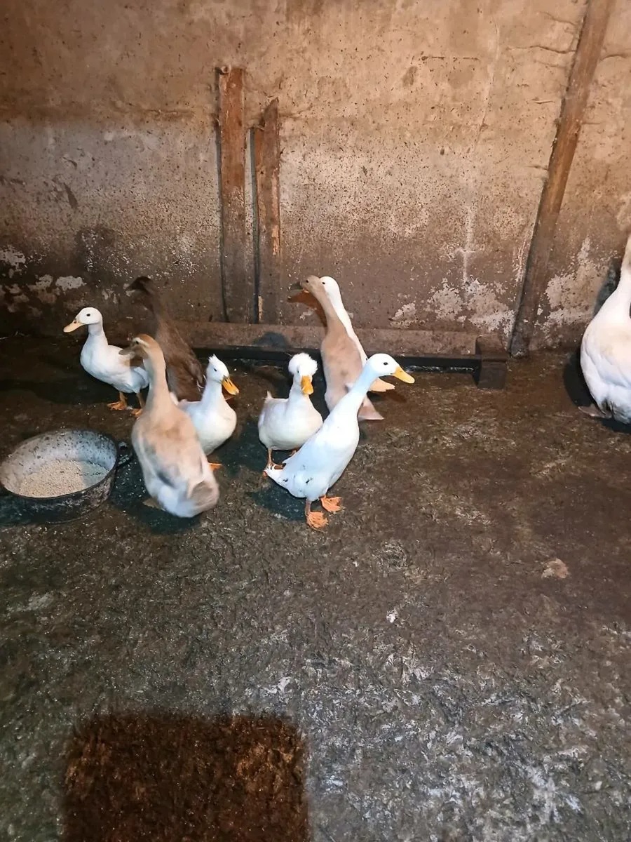 Ducks and a pair of geese - Image 2