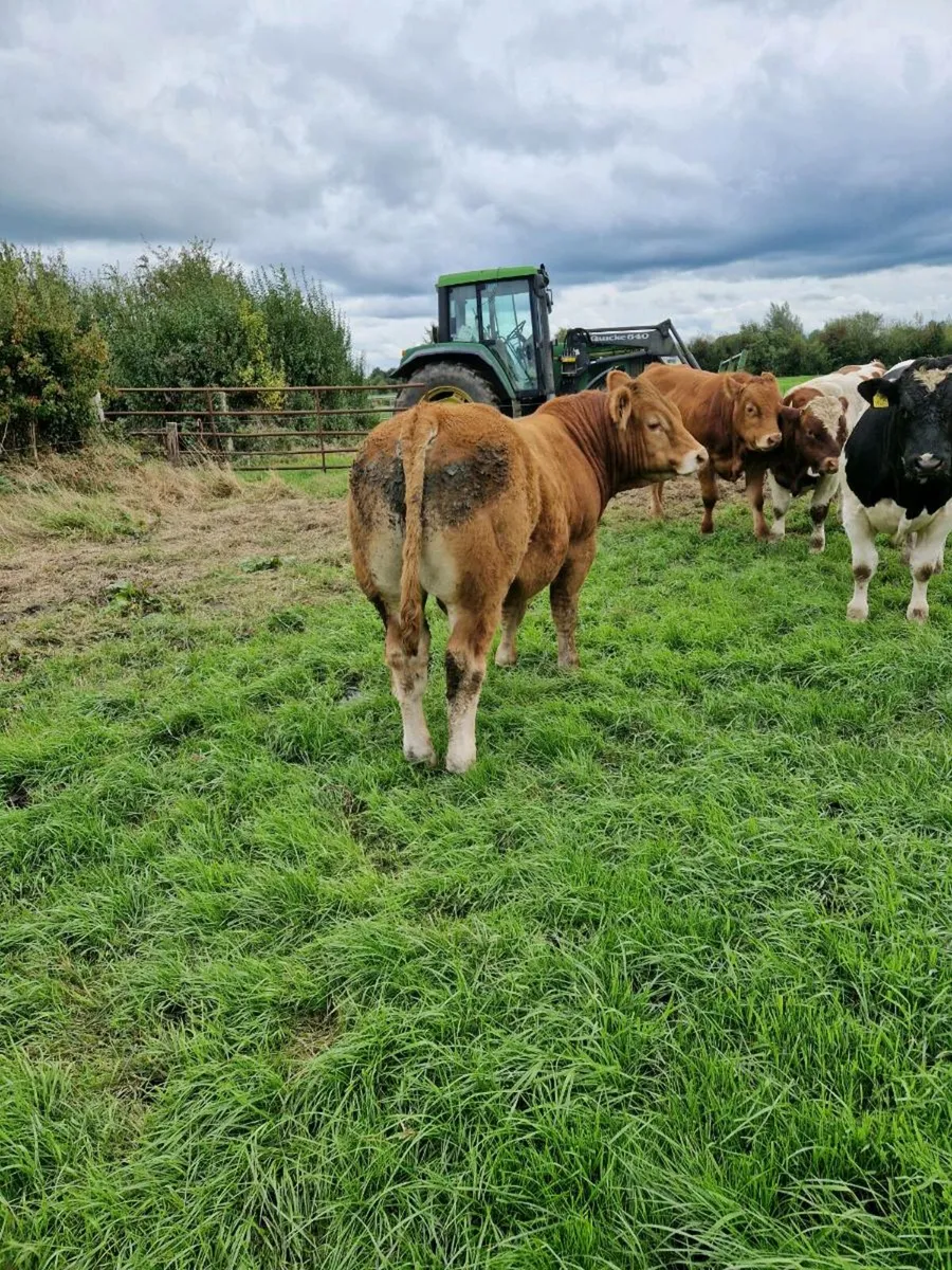 PB Lm bull - Image 2
