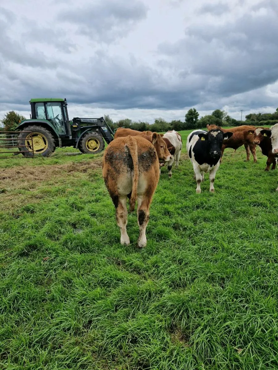 PB Lm bull - Image 3