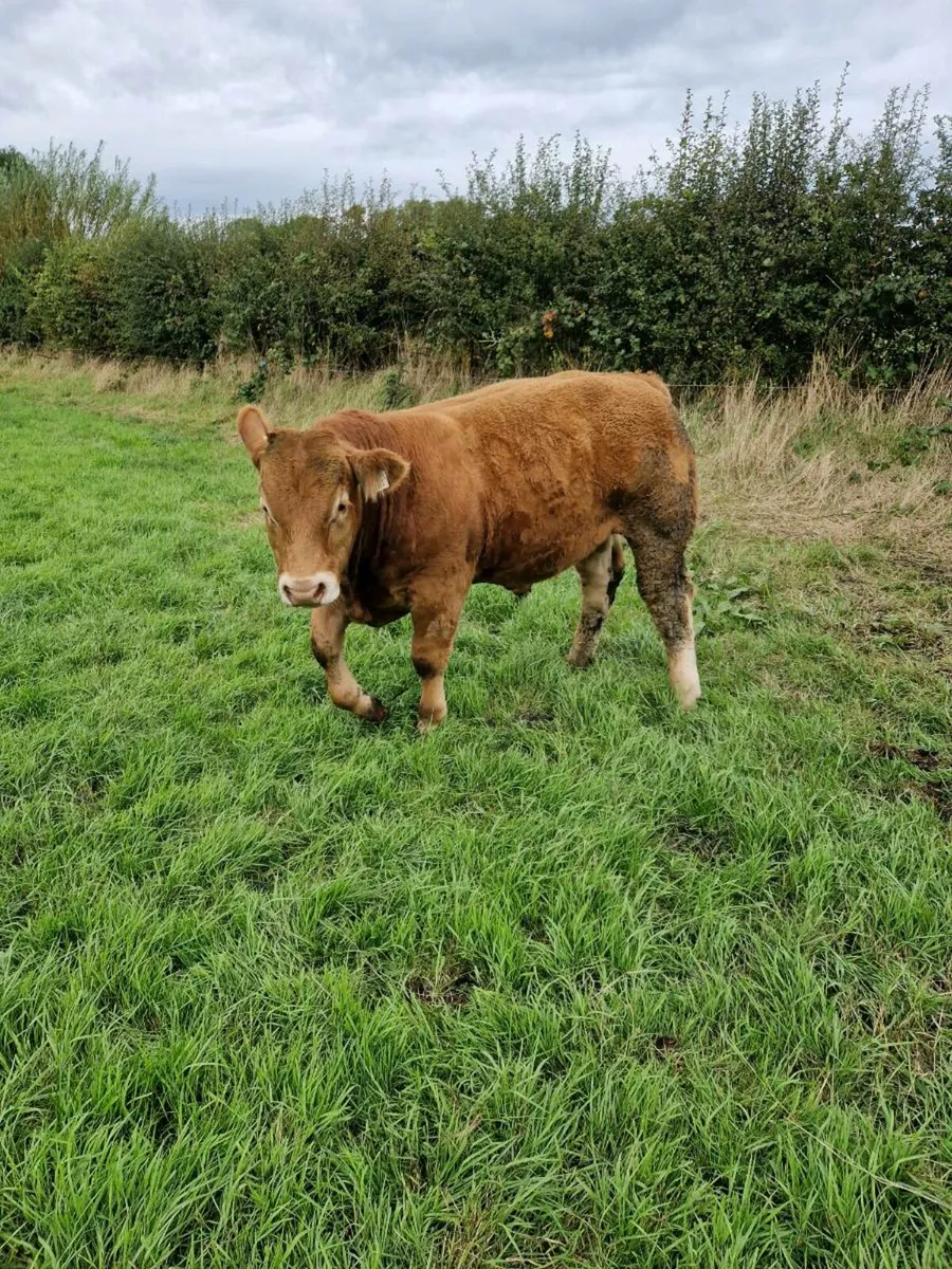 PB Lm bull - Image 4