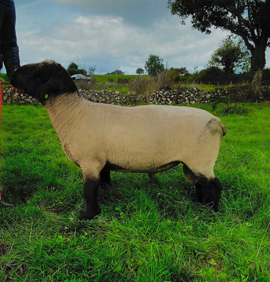 Suffolk ram - Image 1