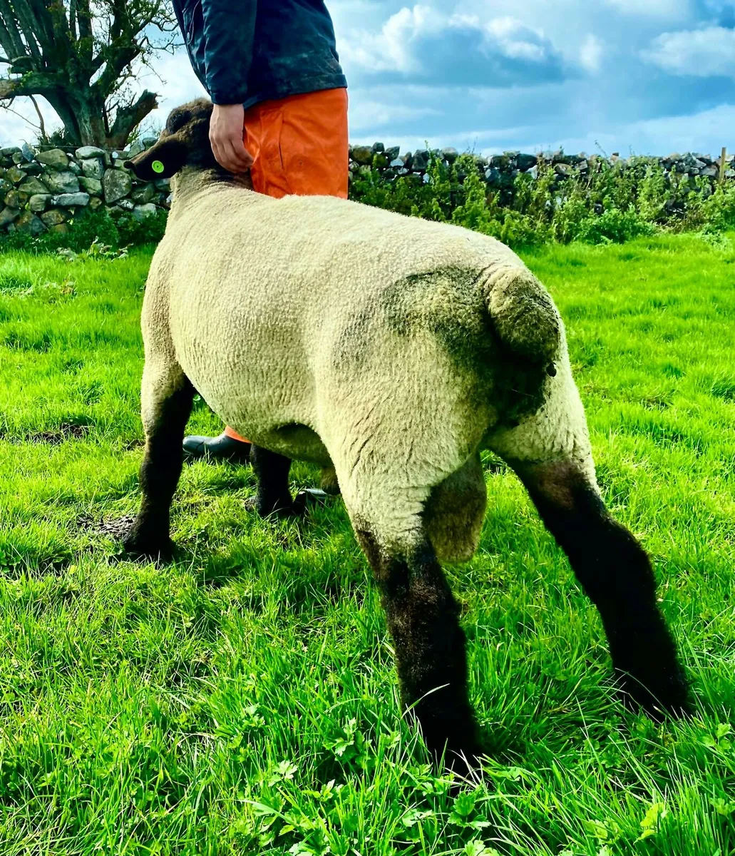 Suffolk ram - Image 2