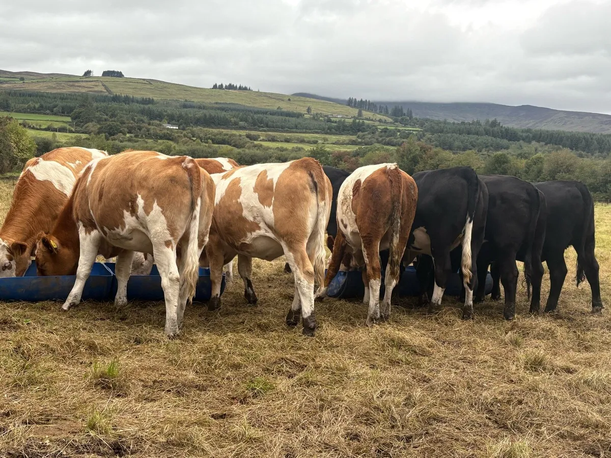 7 FLEXI HEIFERS ALL AI BREED OUT OF FLEXI COWS - Image 1