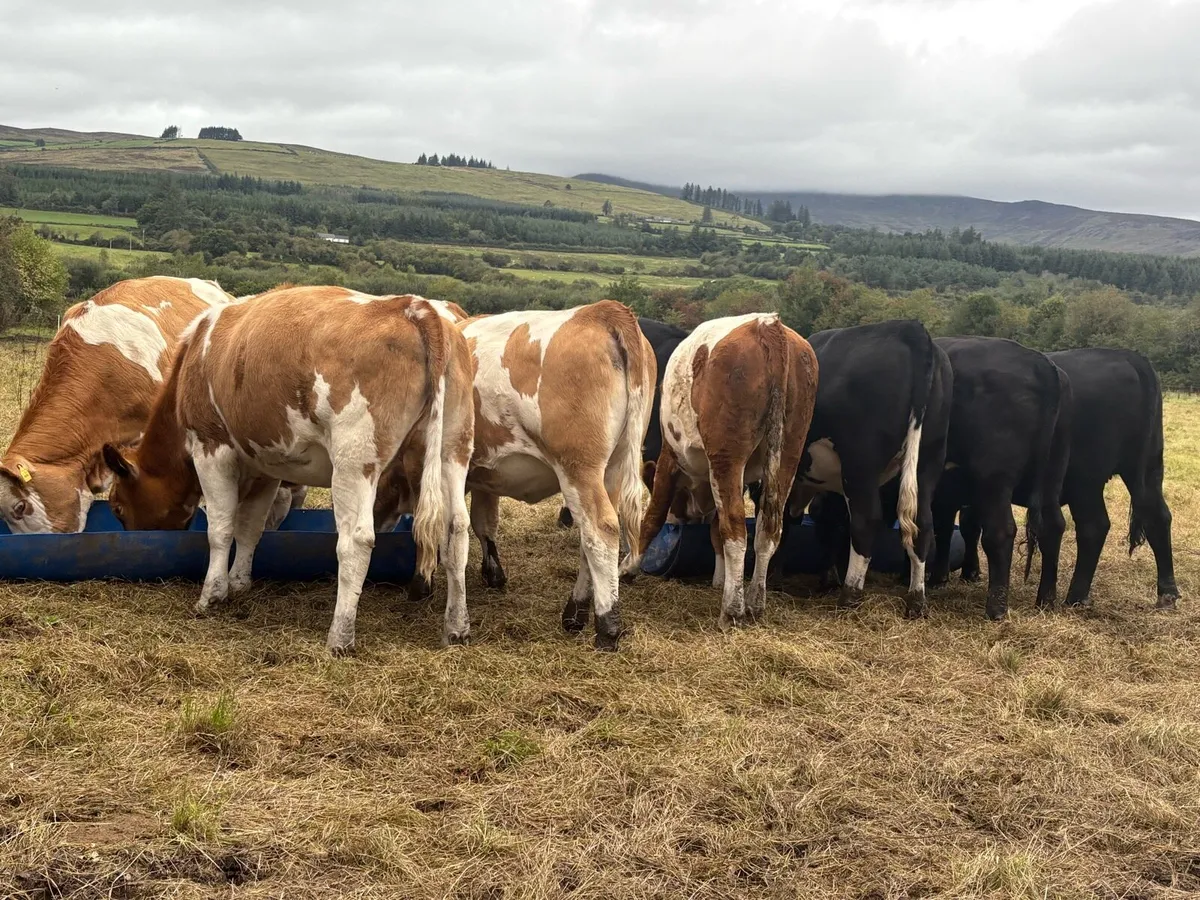 7 FLEXI HEIFERS ALL AI BREED OUT OF FLEXI COWS - Image 2