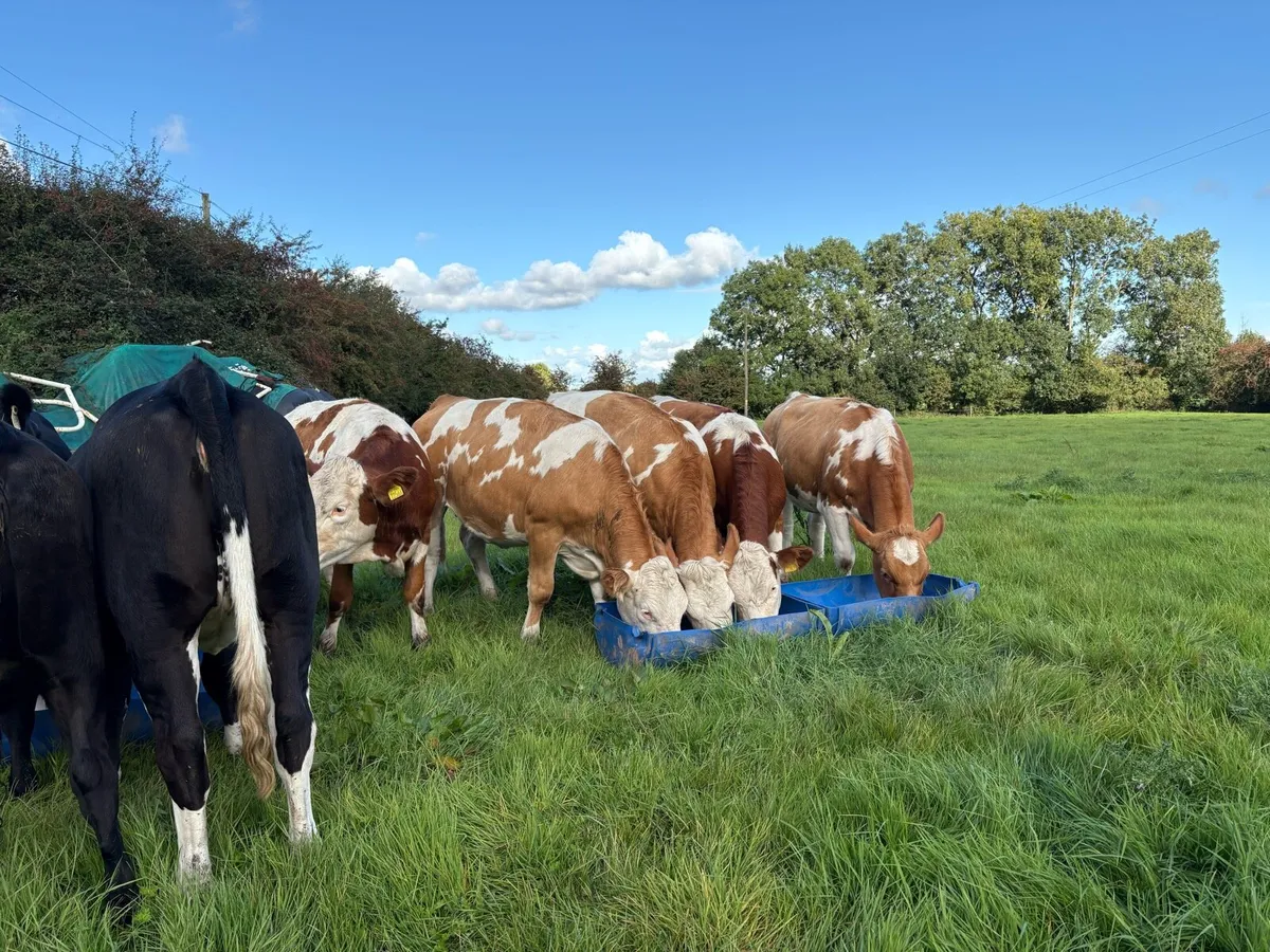 7 FLEXI HEIFERS ALL AI BREED OUT OF FLEXI COWS - Image 3