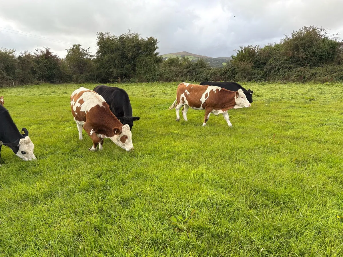 7 FLEXI HEIFERS ALL AI BREED OUT OF FLEXI COWS - Image 4
