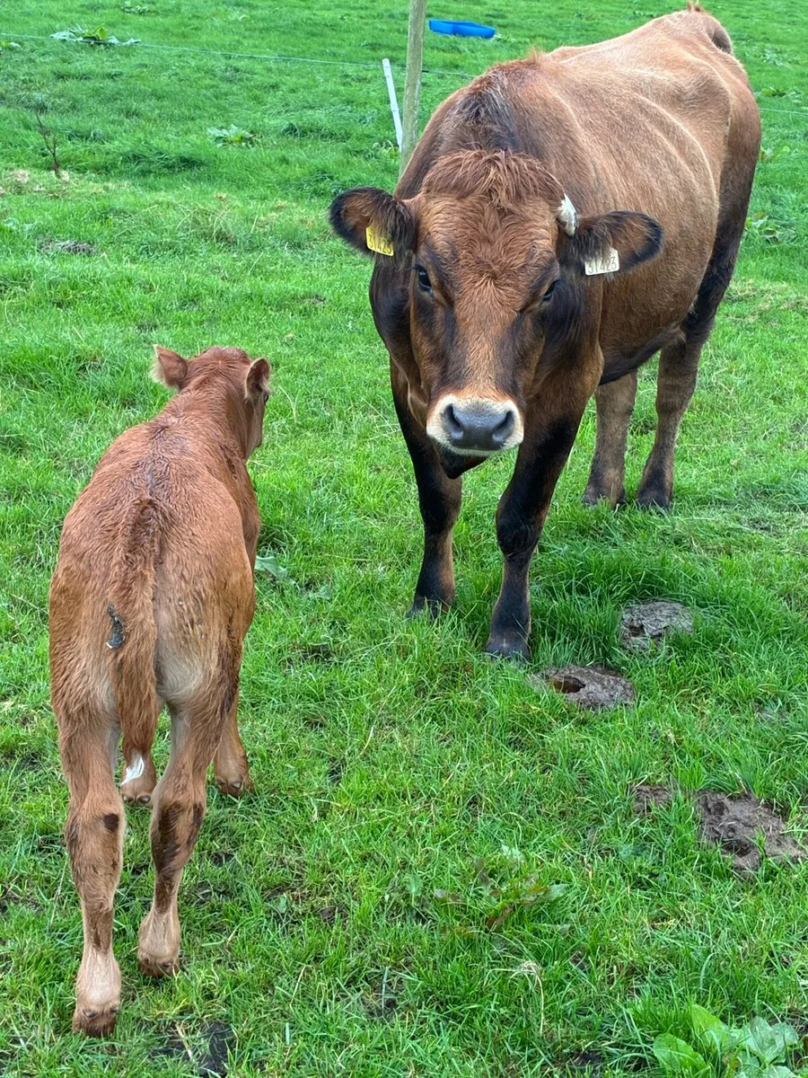 5 star calved Heiffers - Image 2