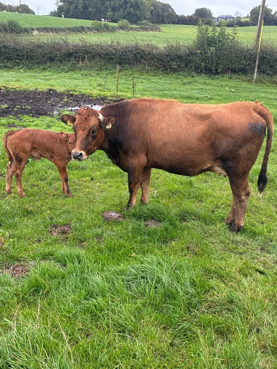 5 star calved Heiffers - Image 3