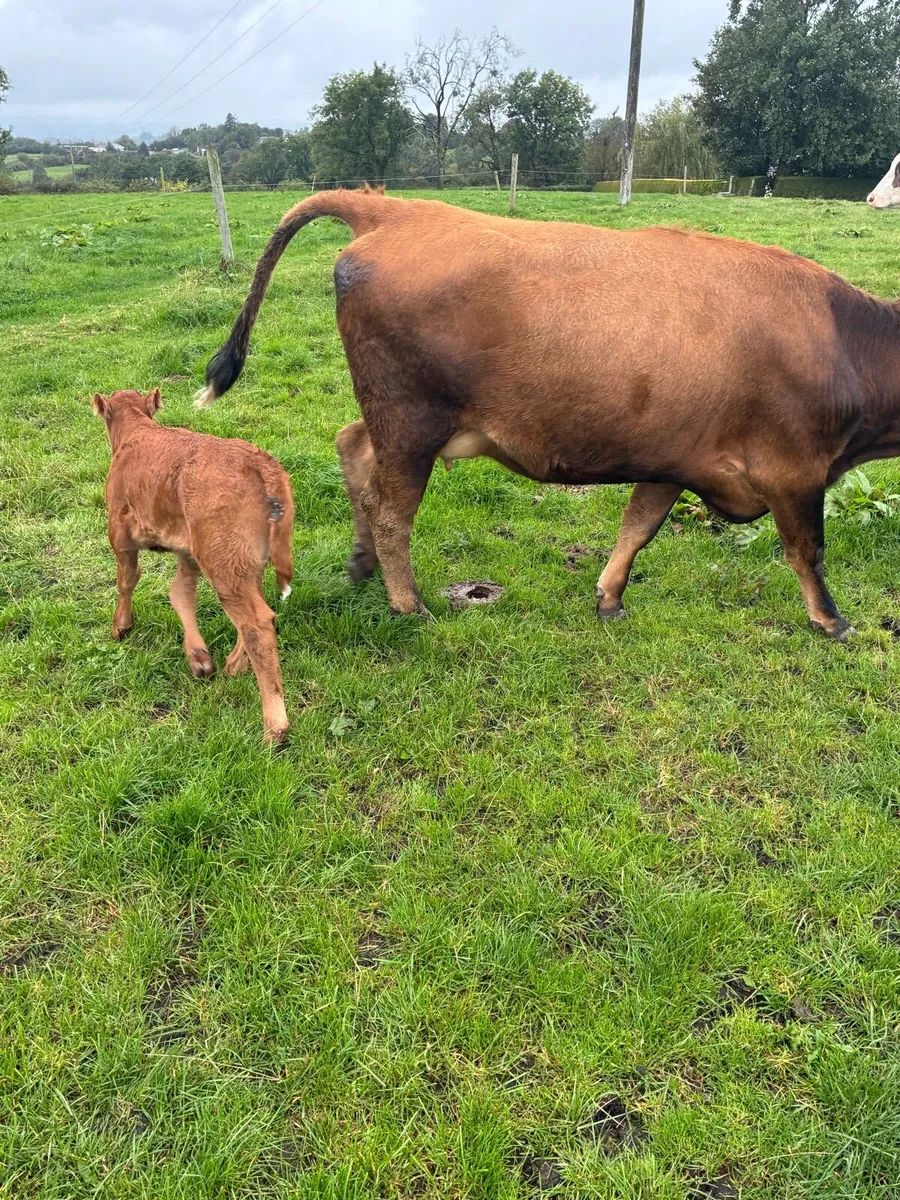 5 star calved Heiffers - Image 1