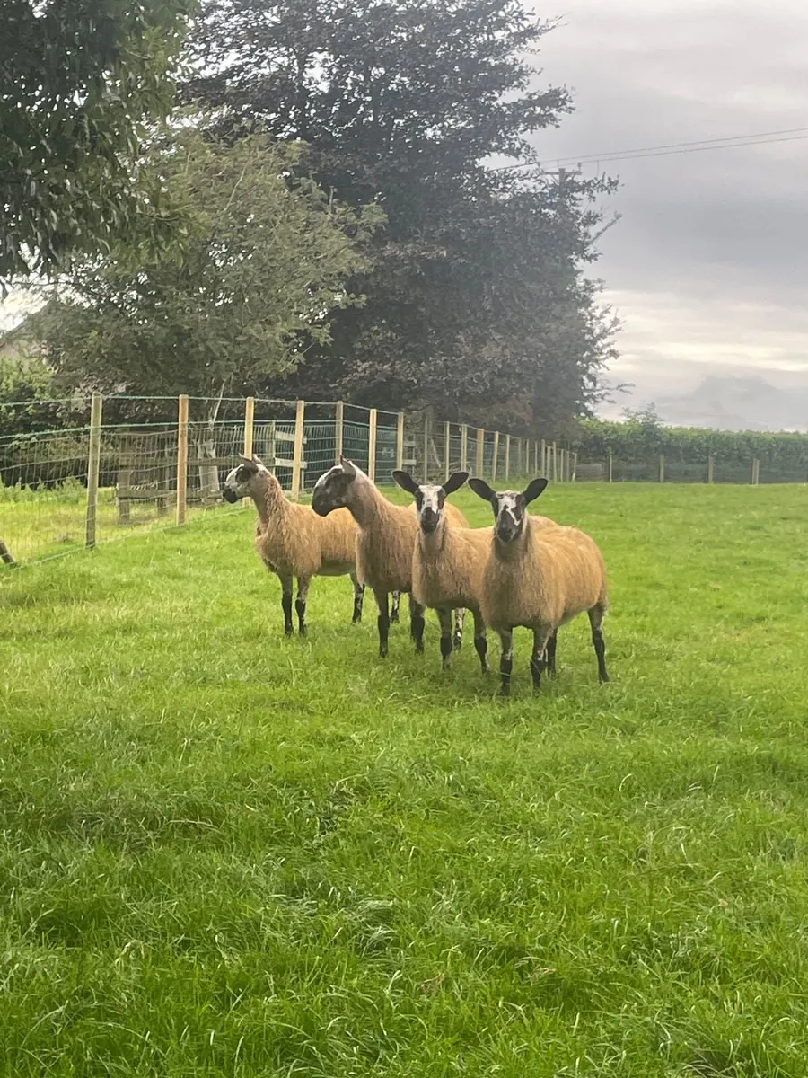 Sheep - Image 1