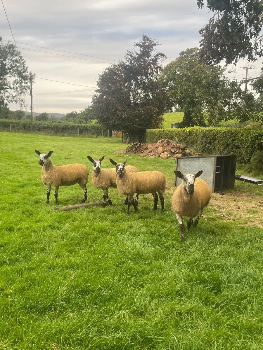 Sheep - Image 2