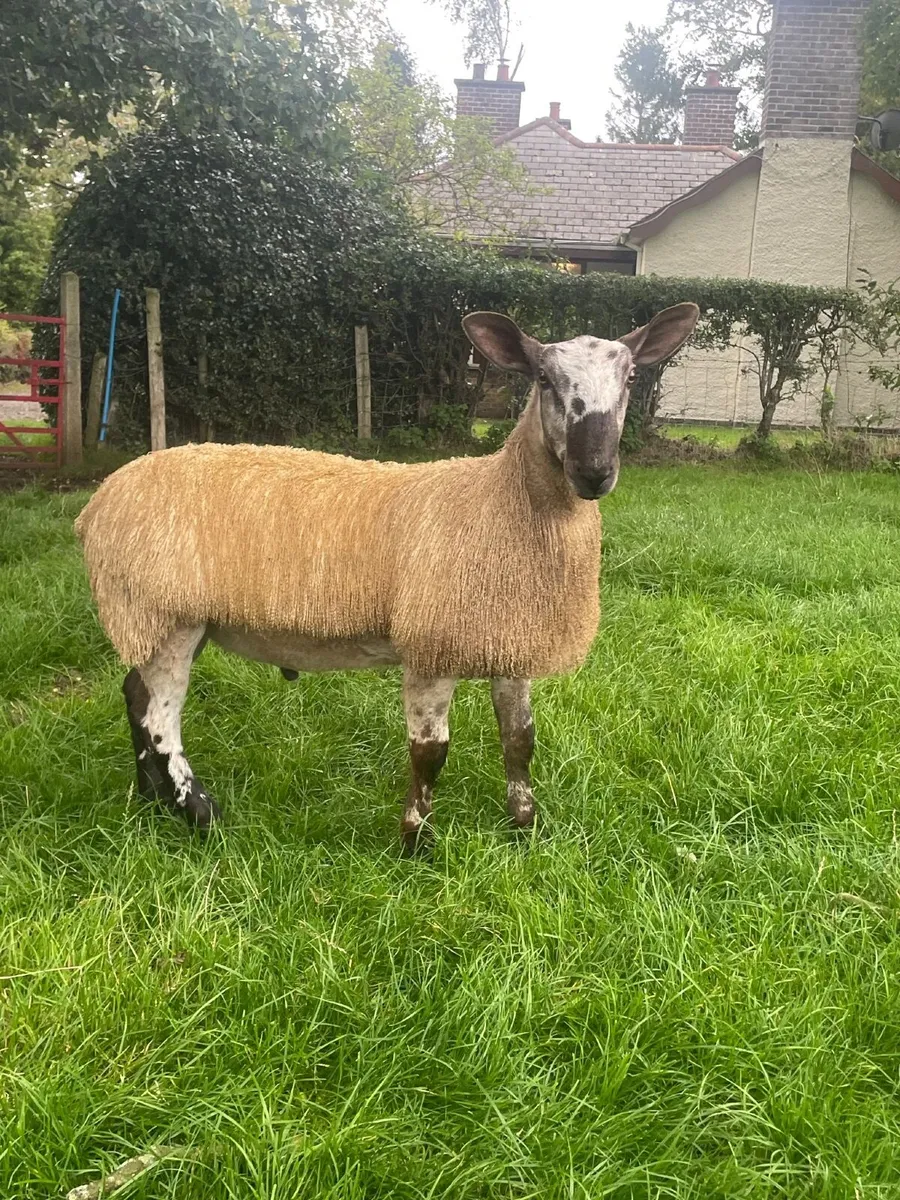 Sheep - Image 3
