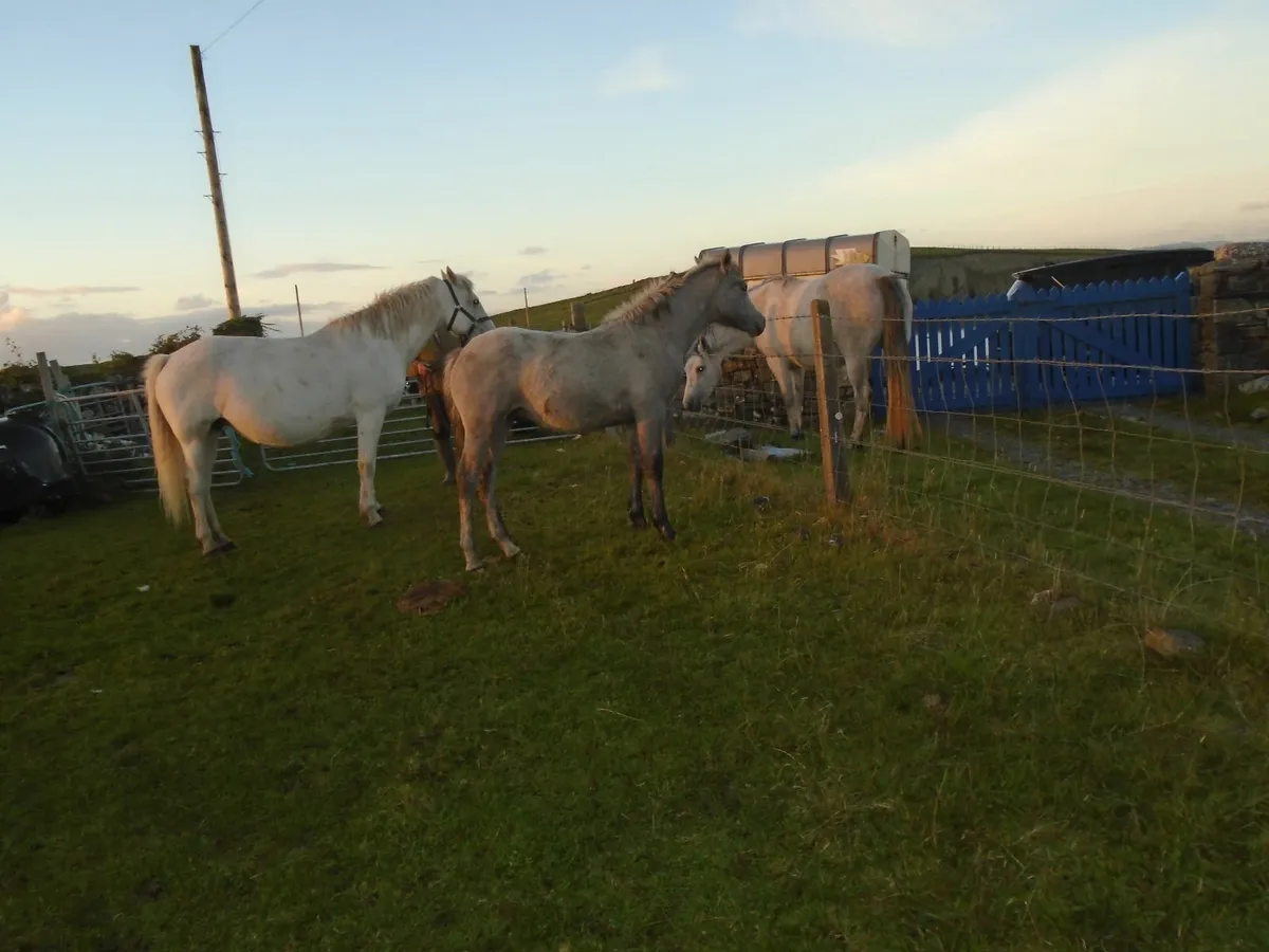 COLT FOAL - Image 3
