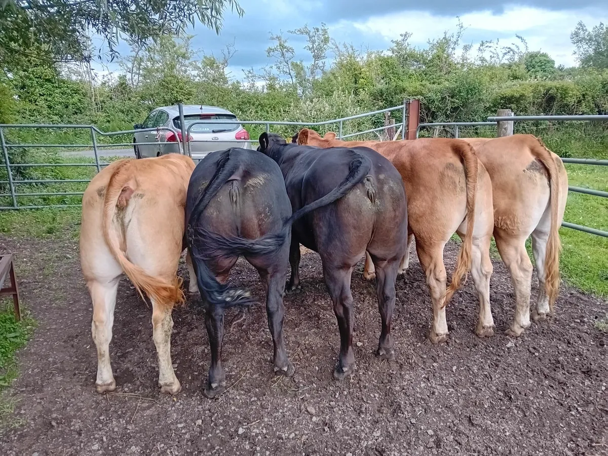 Limousin  Breeding Heifers - Image 2