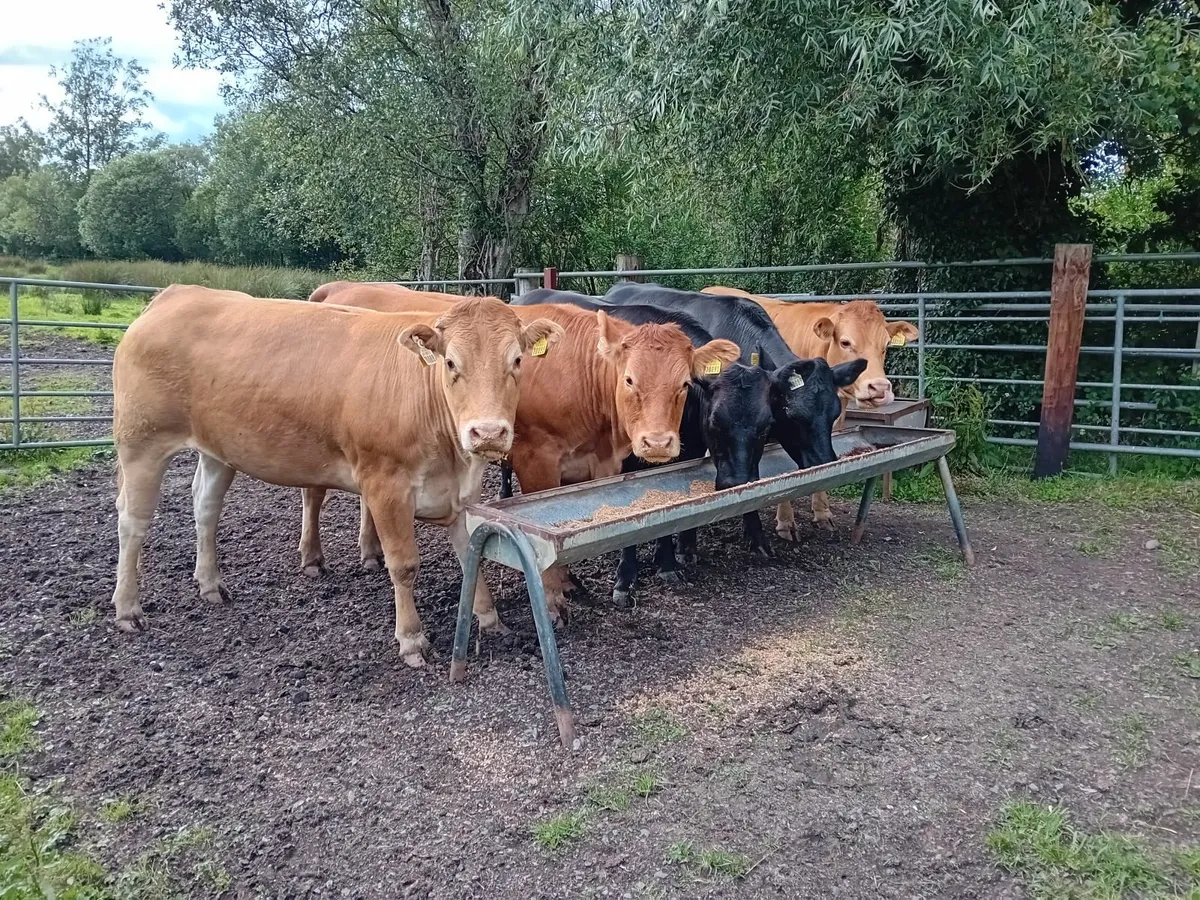 Limousin  Breeding Heifers - Image 3
