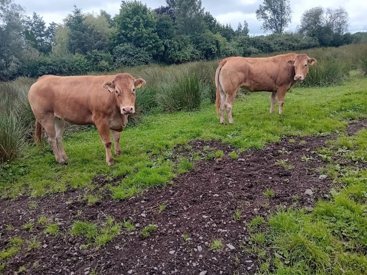 Limousin  Breeding Heifers - Image 4