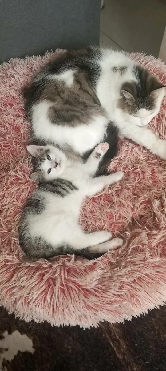 kittens Norwegian forest mix - Image 2