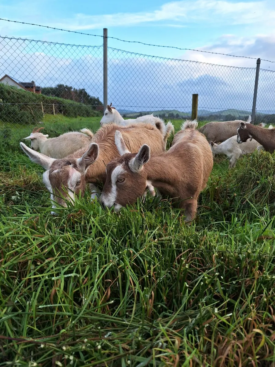 Goats - Image 1