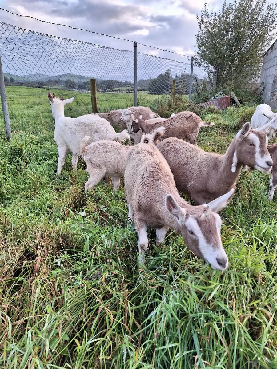 Goats - Image 2