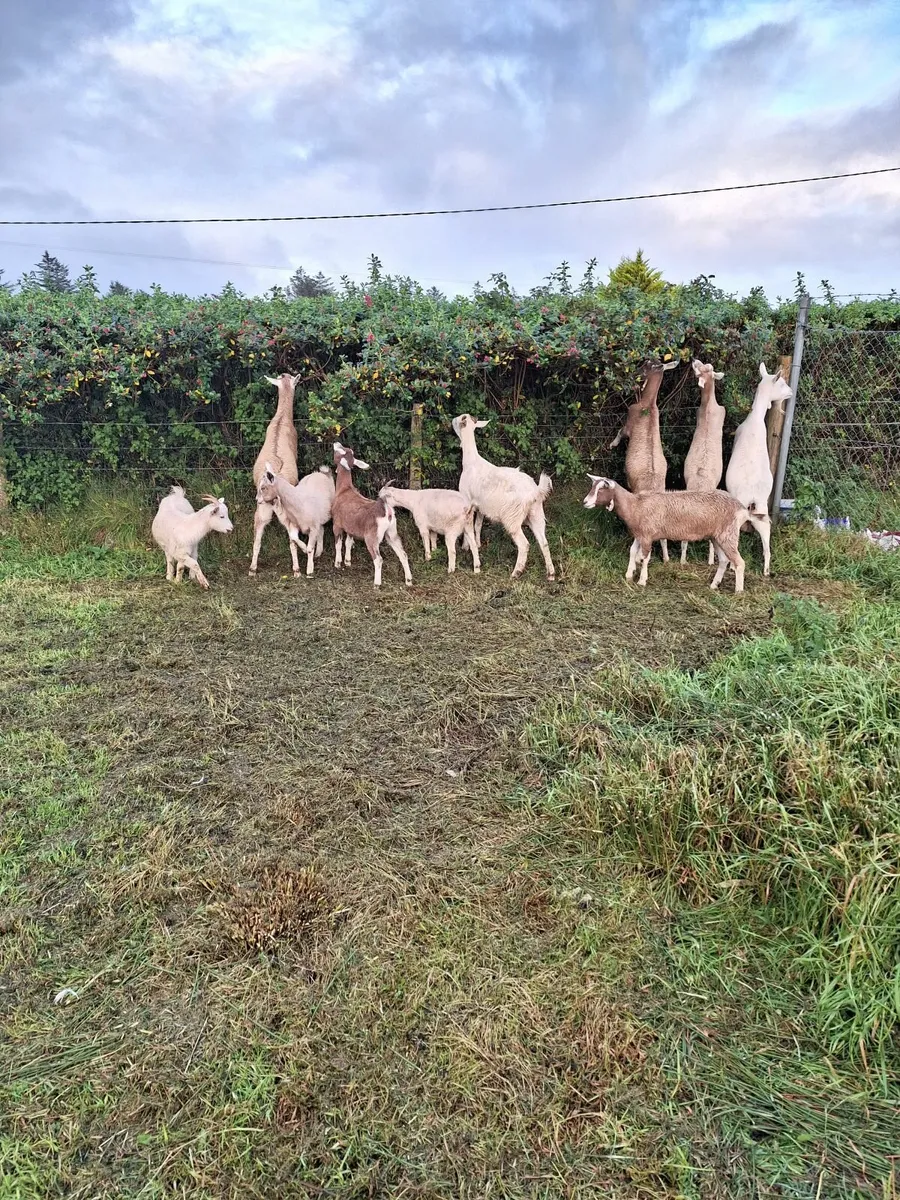 Goats - Image 3