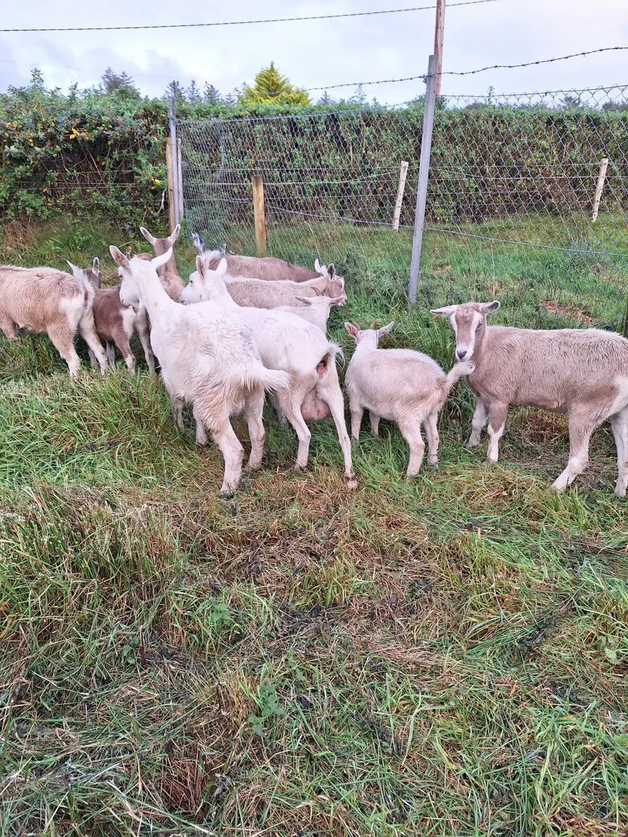 Goats - Image 4