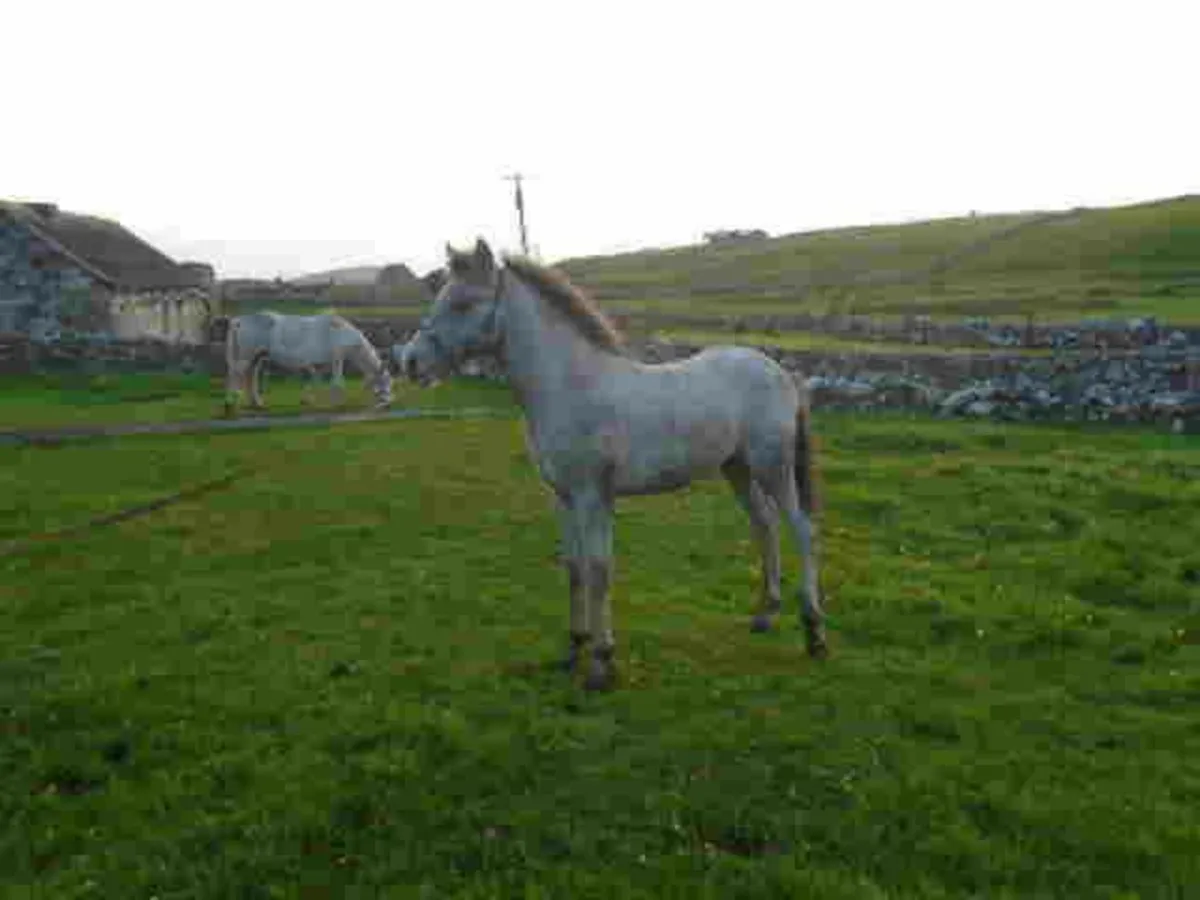 FILLY FOAL - Image 2