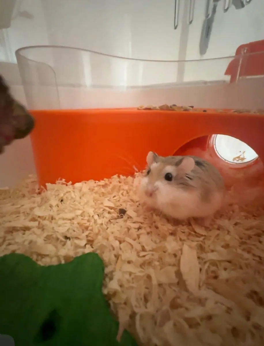 Hamster named peanut - Image 1