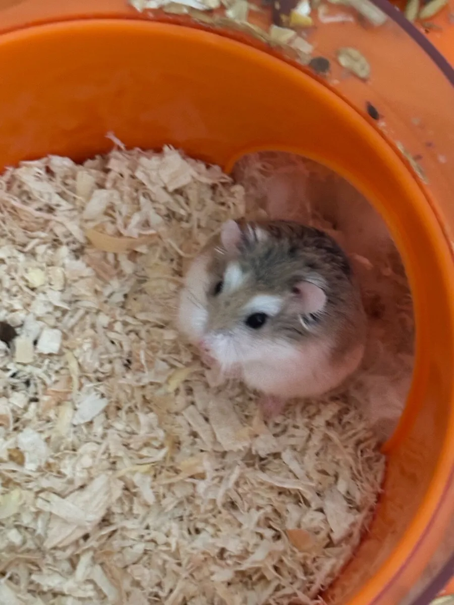 Hamster named peanut - Image 2